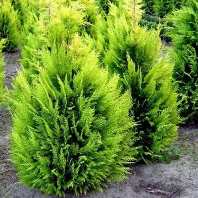 Кипарисовик ИВОНЕ лавсана в Лиде