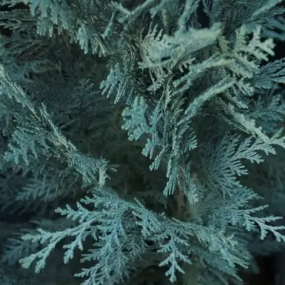 Кипарисовик ВАН ПЕЛЬТС БЛЮ лавсона в Лиде