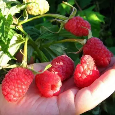 Малина ГОРДОСТЬ РОССИИ в Лиде