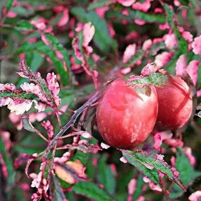 Слива ХЕССЕЙ декоративная в Лиде