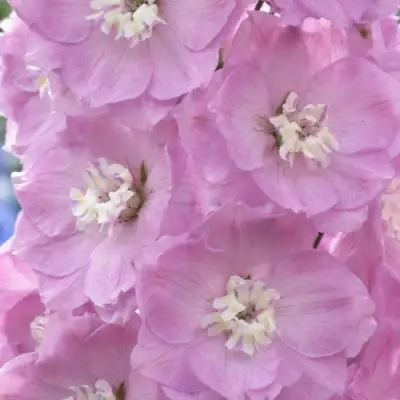 Дельфиниум ПЕТТИКОУТ гибридный в Лиде