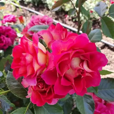 Роза БРЕРА флорибунда в Лиде