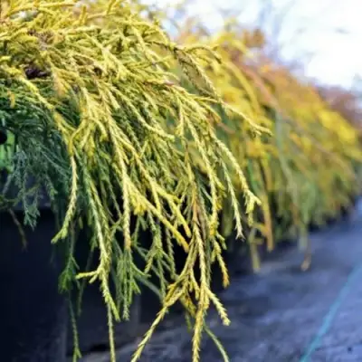 Кипарисовик ВАВЕЛ горохоплодный в Лиде