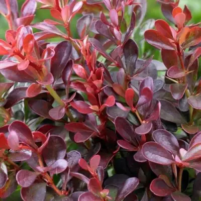 Барбарис АТРОПУРПУРЕА НАНА тунберга в Лиде