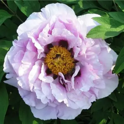 Пион СИНИЙ САПФИР древовидный в Лиде