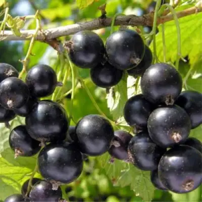 Смородина черная ОРЛОВСКИЙ ВАЛЬС в Лиде