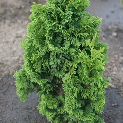 Туя ЗМАТЛИК западная в Лиде