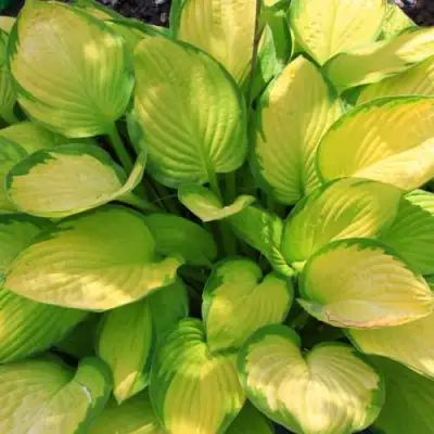 Хоста ГОЛД СТАНДАРТ Форчуна в Лиде