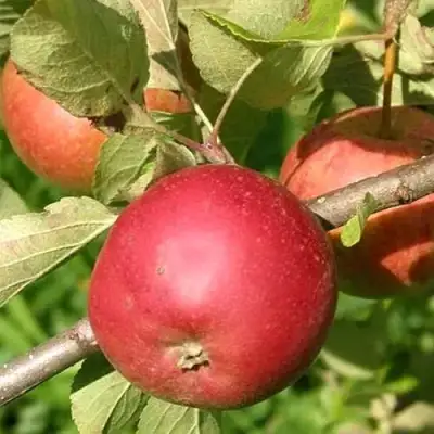 Яблоня ПОСПЕХ в Лиде