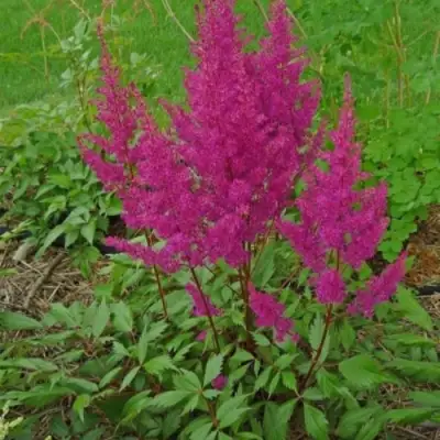 Астильба ЭЛИЗАБЕТ ВАН ВИН японская в Лиде