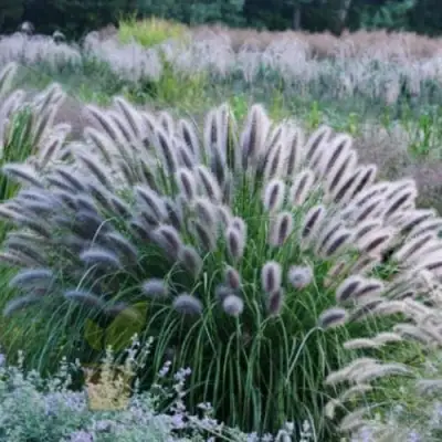 Пеннисетум БЛЭК БЬЮТИ в Лиде