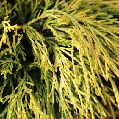 Кипарисовик ГОЛДЕН МОП горохоплодный в Лиде