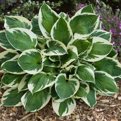 Хоста КАРИН гибридная в Лиде