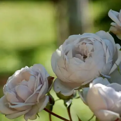 Роза ГРИЗЕЛИС шраб в Лиде