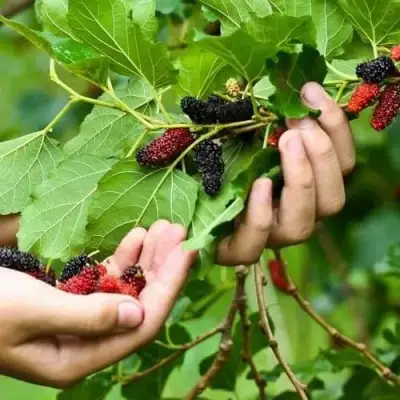 Шелковица ГАЛИЦИЯ в Лиде