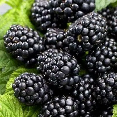 Ежевика БЖЕЗИНА бесшипная  в Лиде