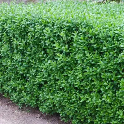 Бирючина обыкновенная АТРОВИРЕНС в Лиде