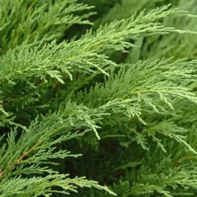 Можжевельник ТАМАРИСЦИФОЛИЯ казацкий  в Лиде