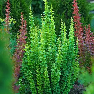 Барбарис ЭРЕКТА тунберга в Лиде