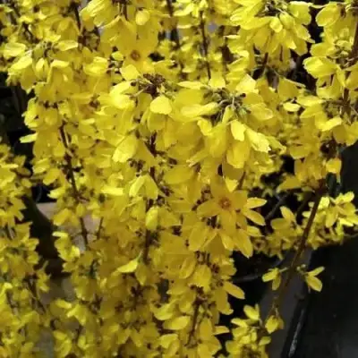 Форзиция ГОЛДРАУШ в Лиде