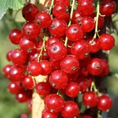 Смородина красная РОНДОМ в Лиде