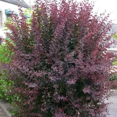 Барбарис АТРОПУРПУРЕА тунберга в Лиде