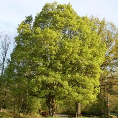 Клен полевой в Лиде