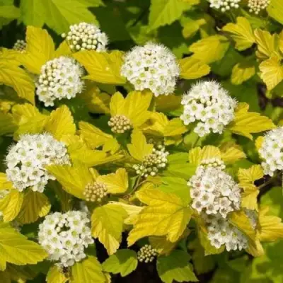 саженцы пузыреплодника дартс голд