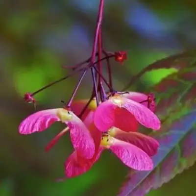 Клен пальмолистный в Лиде