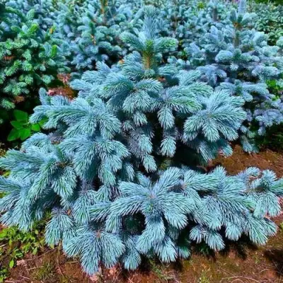 Ель СУПЕР БЛЮ СИДЛИНГ колючая в Лиде