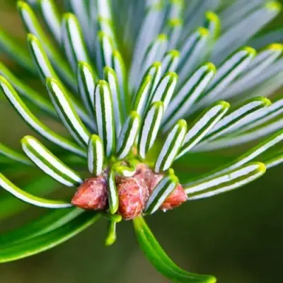 Пихта белая в Лиде