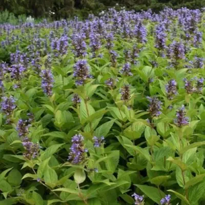 Котовник БЛЮ ДРИМС полусидячий в Лиде