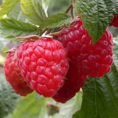 Малина ГЕРАКЛ в Лиде