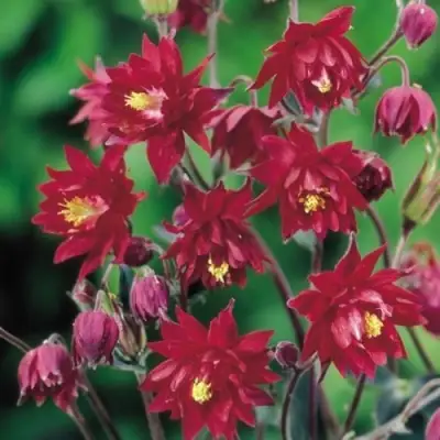 Аквилегия РУБИ ПОРТ обыкновенная в Лиде