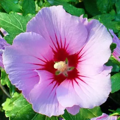 Гибискус ПИНК ФЛИРТ сирийский в Лиде