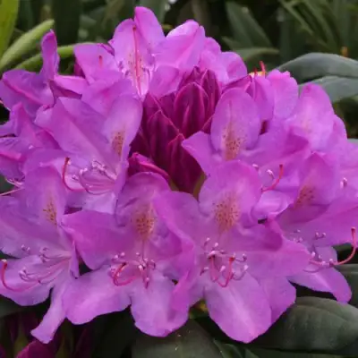 Рододендрон РОЗЕУМ ЭЛЕГАНС в Лиде