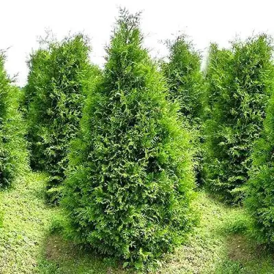 Туя БРАБАНТ западная в Лиде
