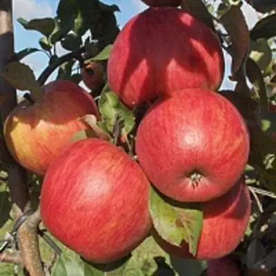 Яблоня ПЕРСИКОВАЯ в Лиде