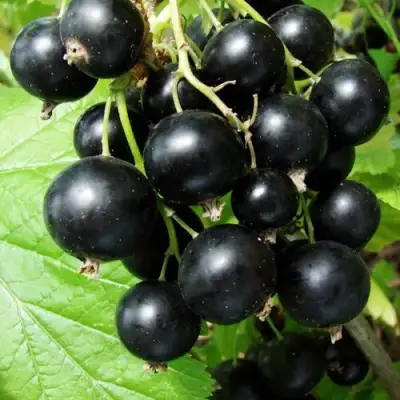 Смородина чёрная ЭКЗОТИКА в Лиде