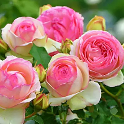 Роза ПЬЕР ДЕ РОНСАР плетистая в Лиде