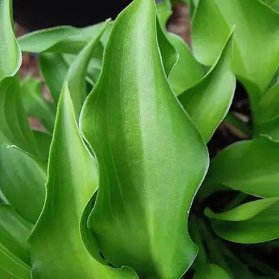 Хоста ГАРРИ ВАН ТРИЕР в Лиде