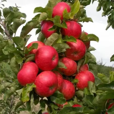 Яблоня ТРАЙДЕНТ колонновидная в Лиде