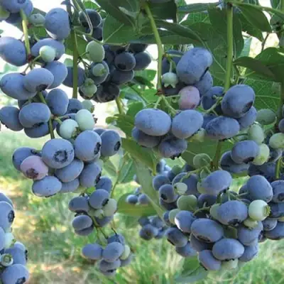 Голубика ЛИБЕРТИ в Лиде