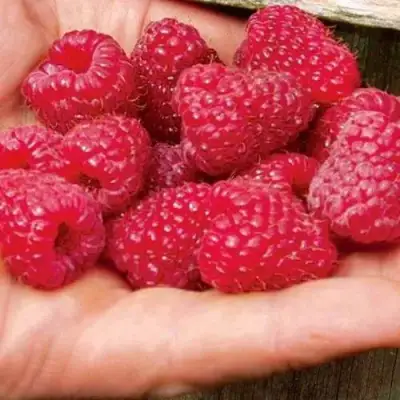 Малина ДЖОАН ДЖИ (ДЖОАН ДЖЕЙ) в Лиде