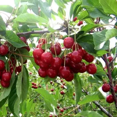 Вишня ТУРГЕНЕВКА в Лиде