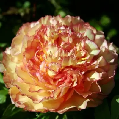 Пион ЗОЛОТАЯ РОССЫПЬ древовидный в Лиде