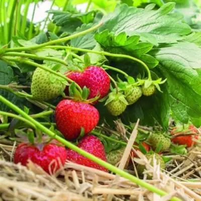 Клубника ЭЛЬСАНТА в Лиде