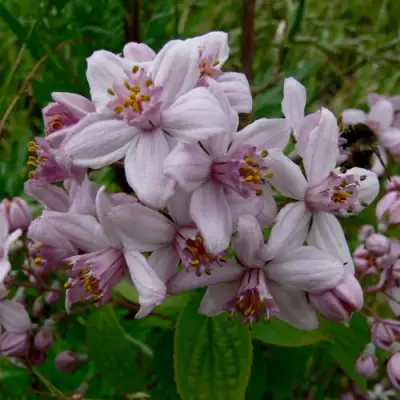 Дейция МОУНТ РОУЗ в Лиде
