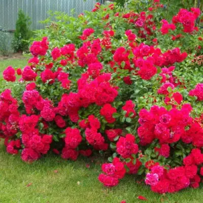 Роза РАДОСТЬ САДОВНИКА (ГАРТЕН ФРОЙДЕ) почвопокровная в Лиде