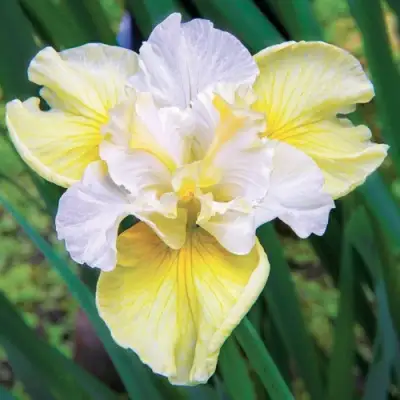 Ирис ЙЕЛЛОУ ТЕЙЛ сибирский в Лиде